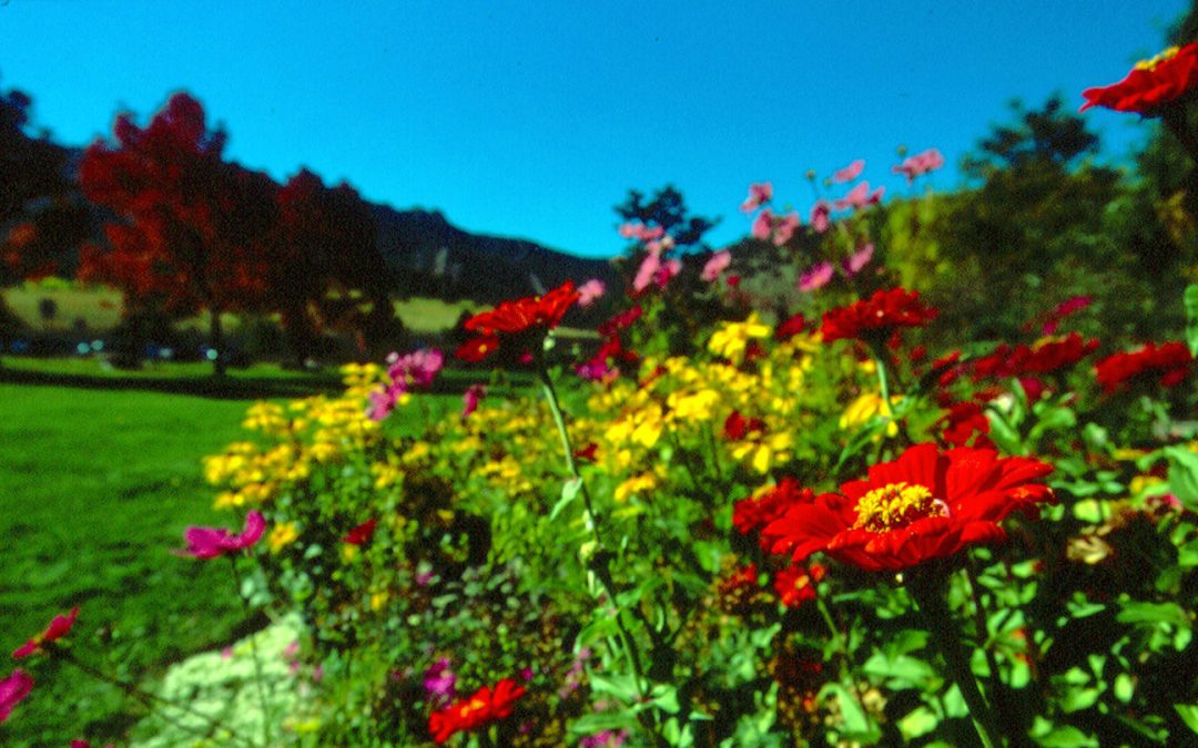 Actualizaciones sobre la COVID-19 para el Festival de 2022