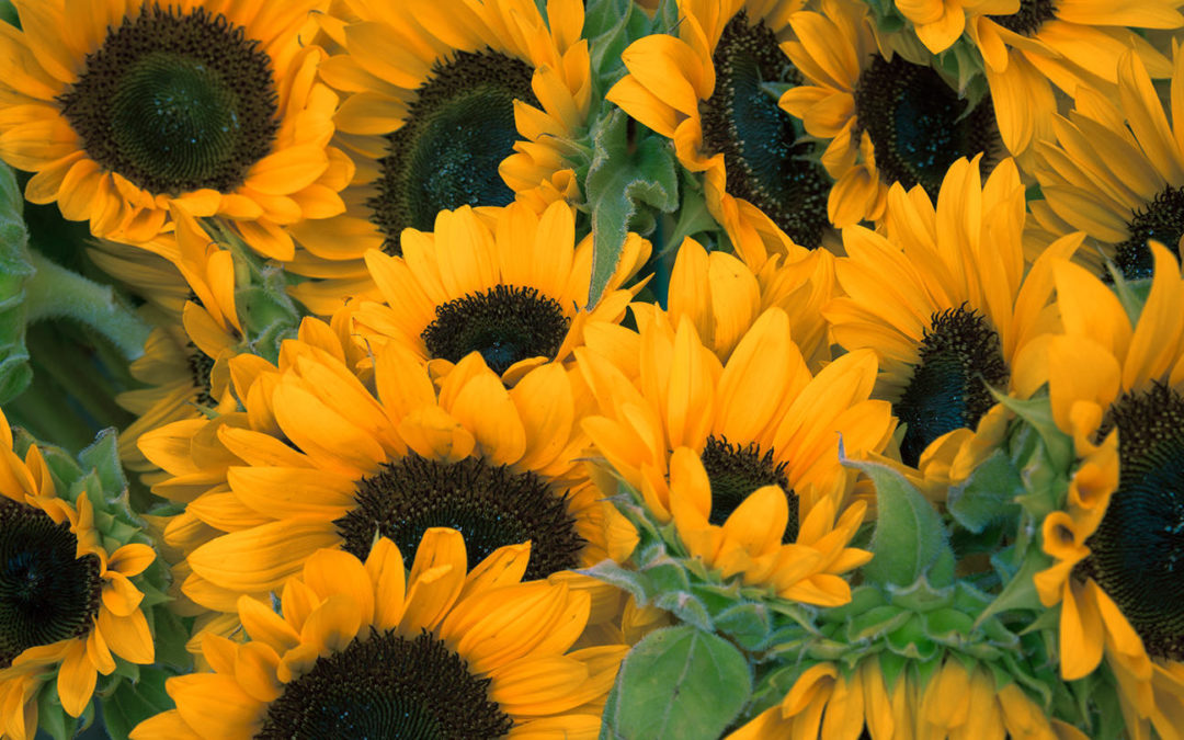 «Cuando recibes un regalo, quieres dar las gracias».