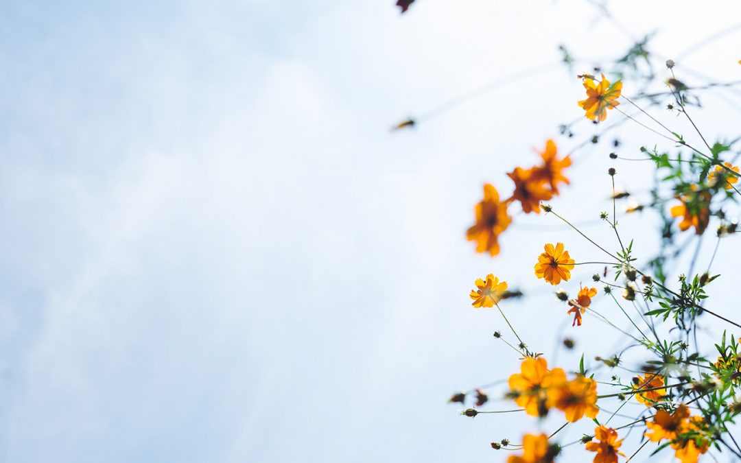 Postponing Our Season Announcement in Response to the Tragedy in Boulder